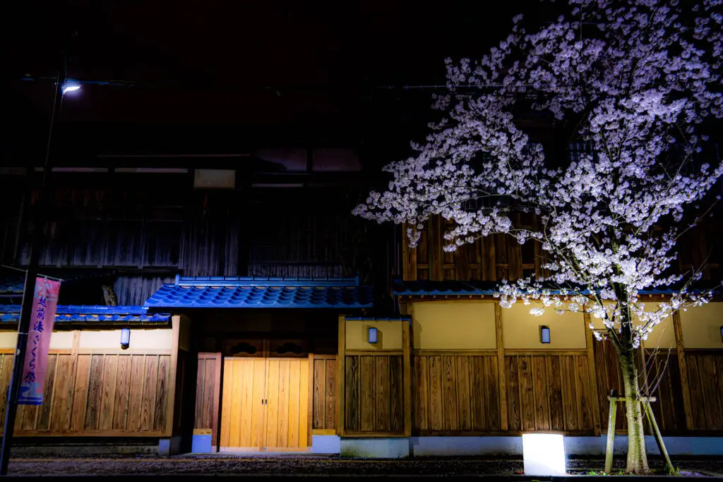 満開の桜と、古屋敷
