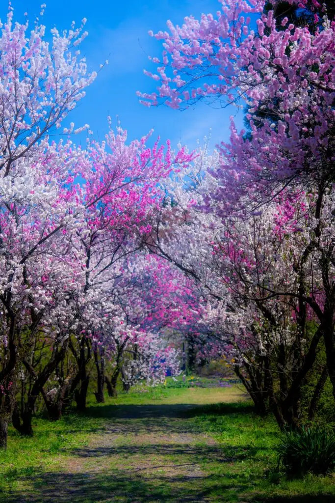 花桃公園